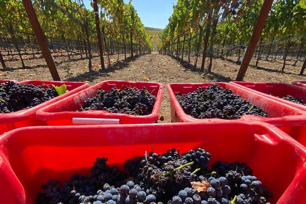 Grape Stomps + Wine Galore at This Fall's Harvest Happenings - 7x7 Bay Area