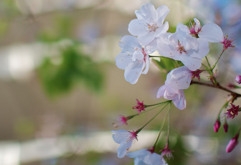 Stop and Smell The Bay's Spring Blooms