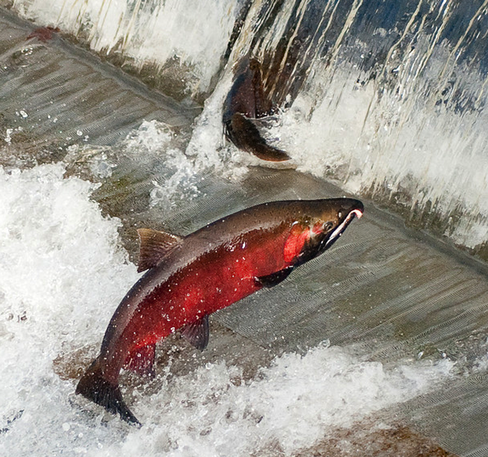 Yes You Can: Whole Foods Now Rates Fish, From Stop to Go