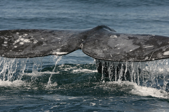 Great Whale Migration Happening Now