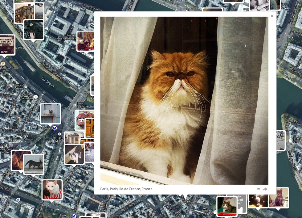 New Website Maps All the Internet's Kitties