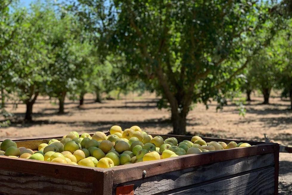 Crisp Apples - Hale Groves