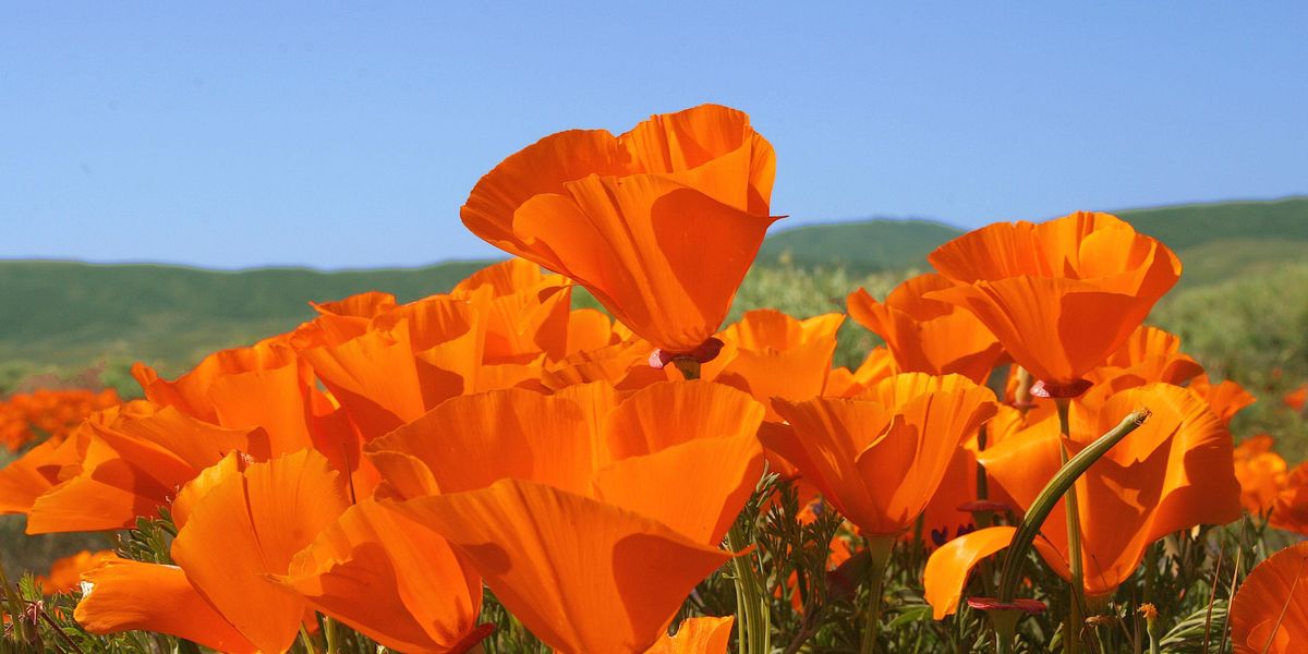 Where to See the Spring Super Bloom in the Bay Area 7x7 Bay Area