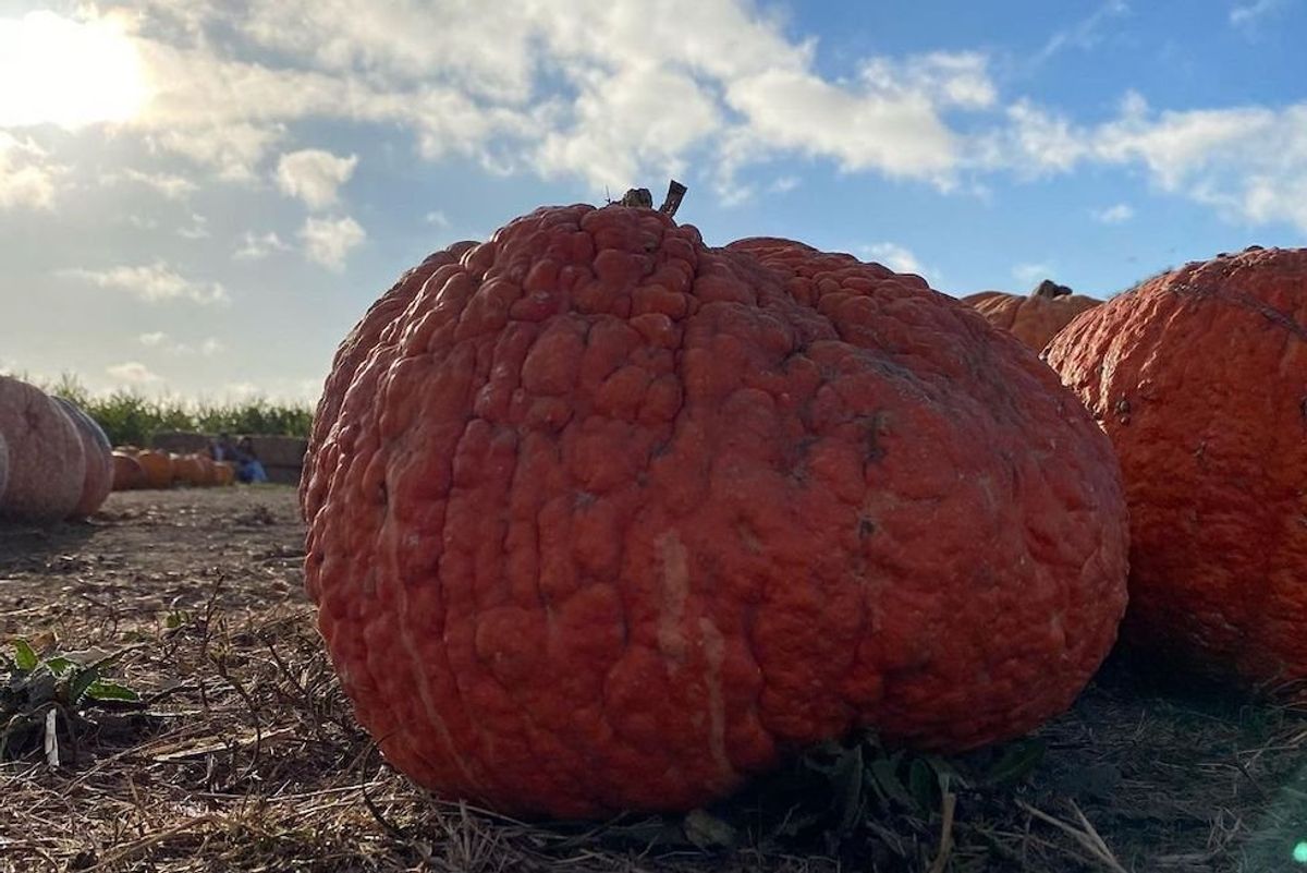 9 Pumpkin Patches With Haunted Houses, Goat Yoga, Food Trucks + More in the  Bay Area - 7x7 Bay Area