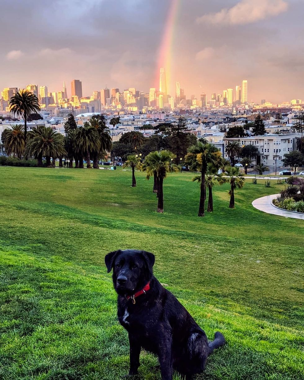SF Giants Dog Day last weekend - The San Francisco SPCA