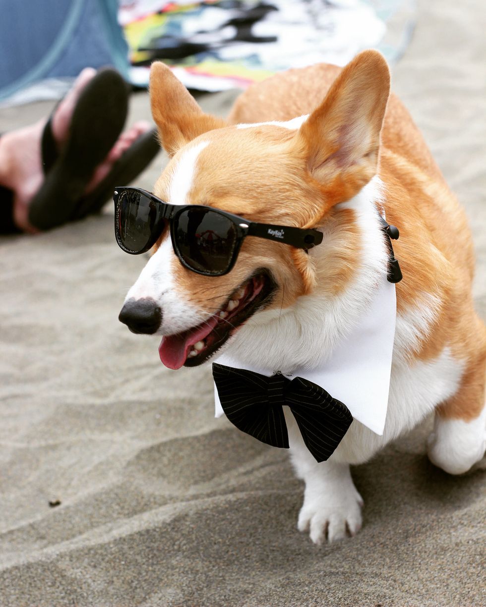 Your Go-To Dog-Friendly Guide to San Francisco · The Wildest