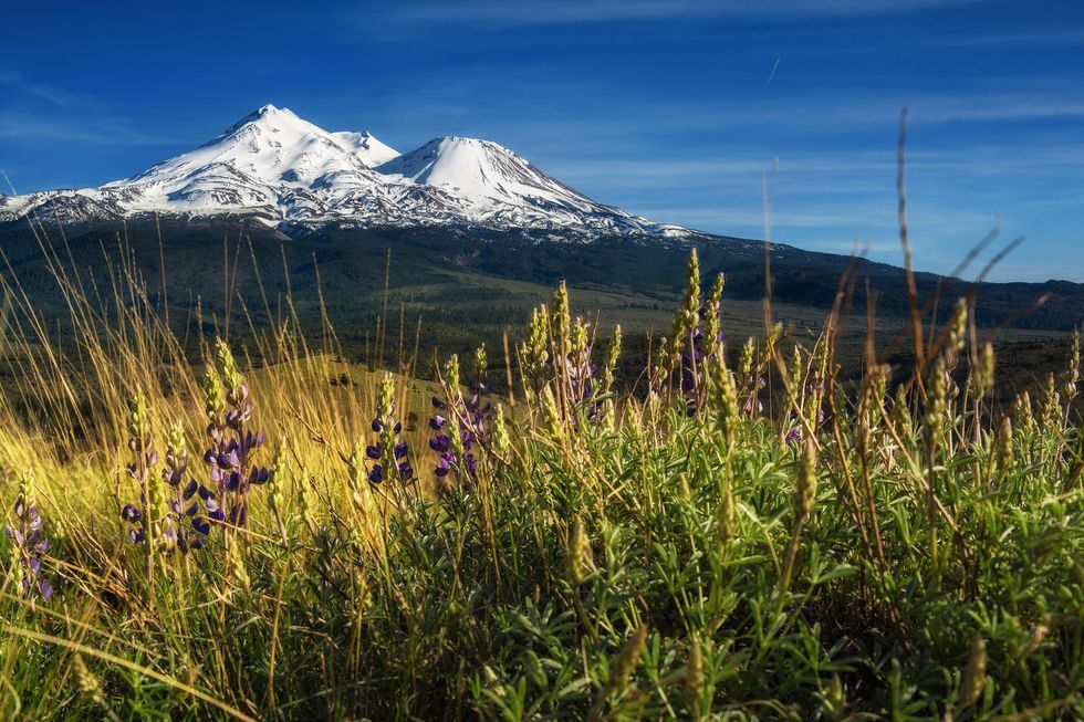 are dogs allowed in mount shasta