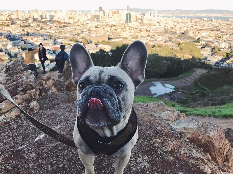 Your Go-To Dog-Friendly Guide to San Francisco · The Wildest