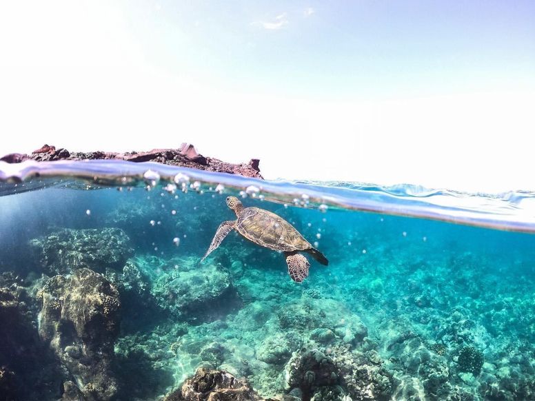 Maui's Turtle Beach: 8 Tried-and-True Spots for Sea Turtle Sightings In and  Out of the Water - Maui Trip Guide