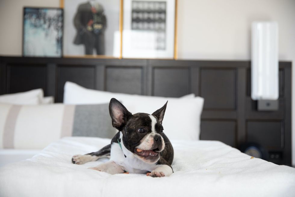 Pet Friendly Hotels & Motels In Southern California