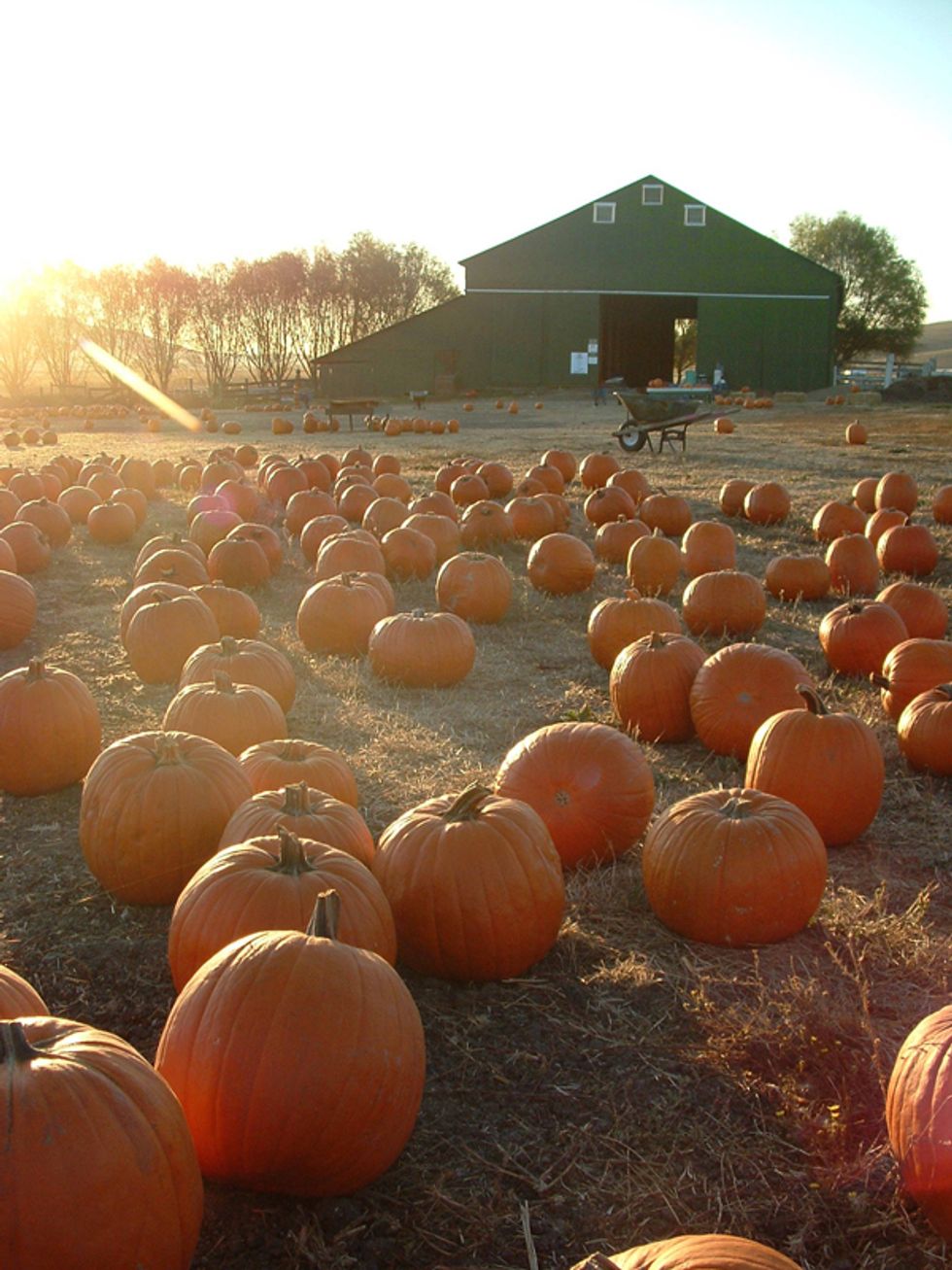 Seven Awesome Bay Area Pumpkin Patches 7x7 Bay Area