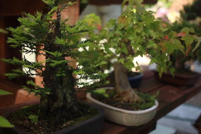 Bonsai trees symbolize U.S.-Japan friendship