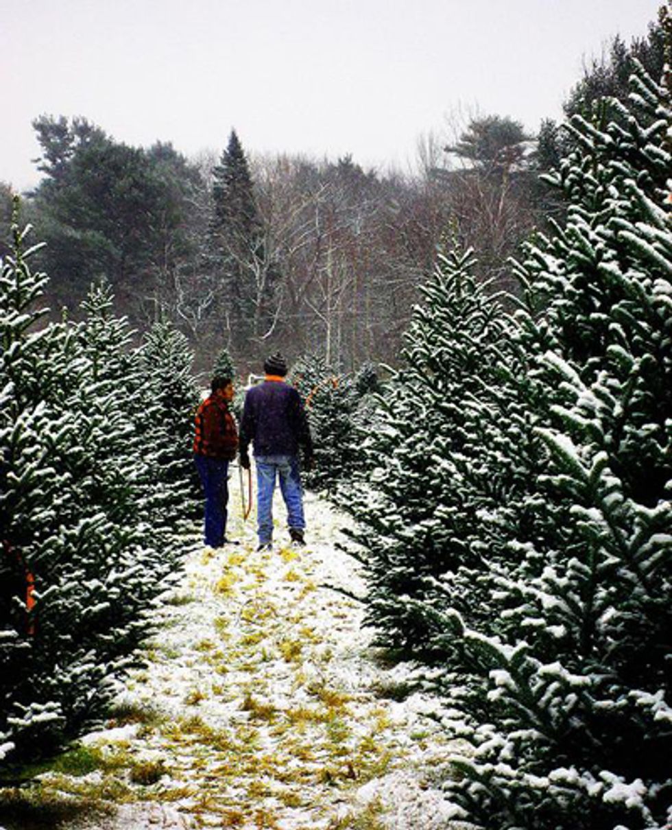 Best Places To Cut Down A Christmas Tree In Utah