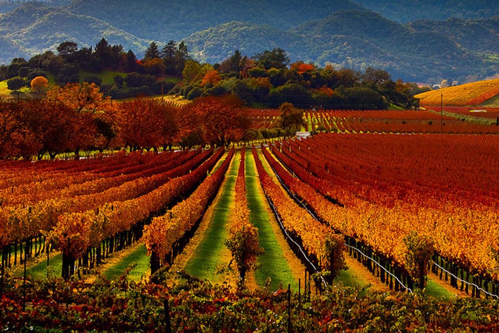 Five Reasons To Head To Napa For Thanksgiving - 7X7 Bay Area