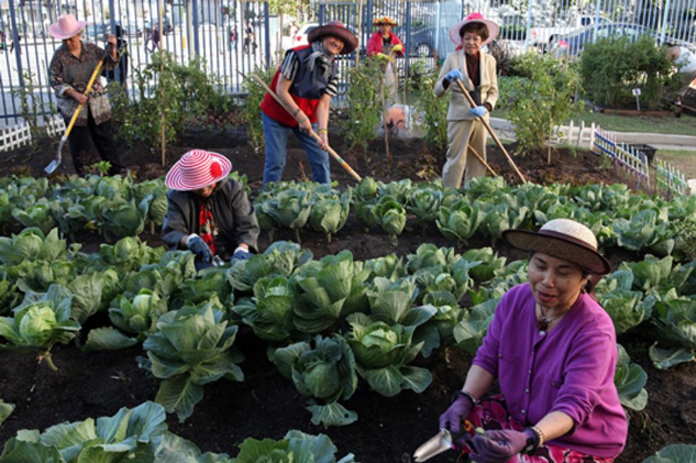 Buy a Garden, Give a Garden to SF Residents in Need with Fern Club