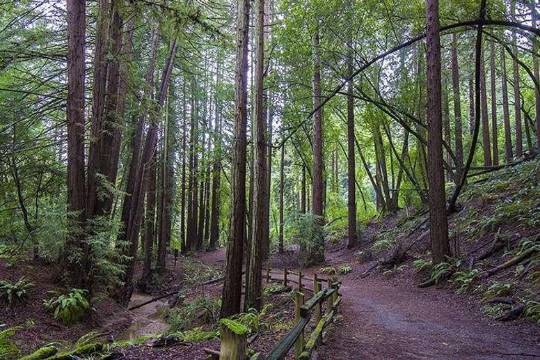 are dogs allowed in redwood regional park