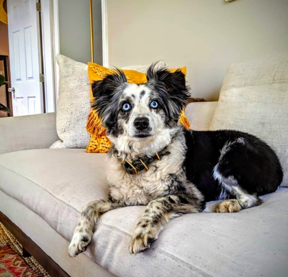 Sheer Window Curtain Blue Merle Border Collie puppies, 6 weeks old 